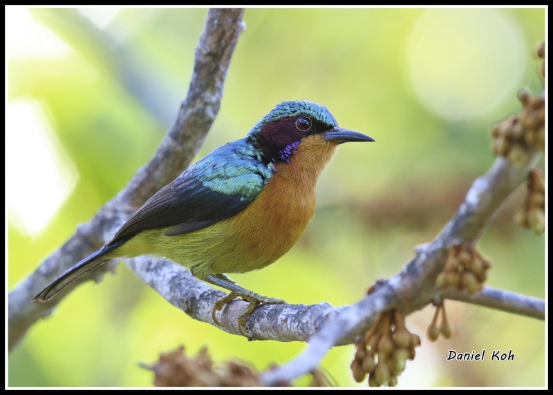 Ruby-cheeked Sunbird