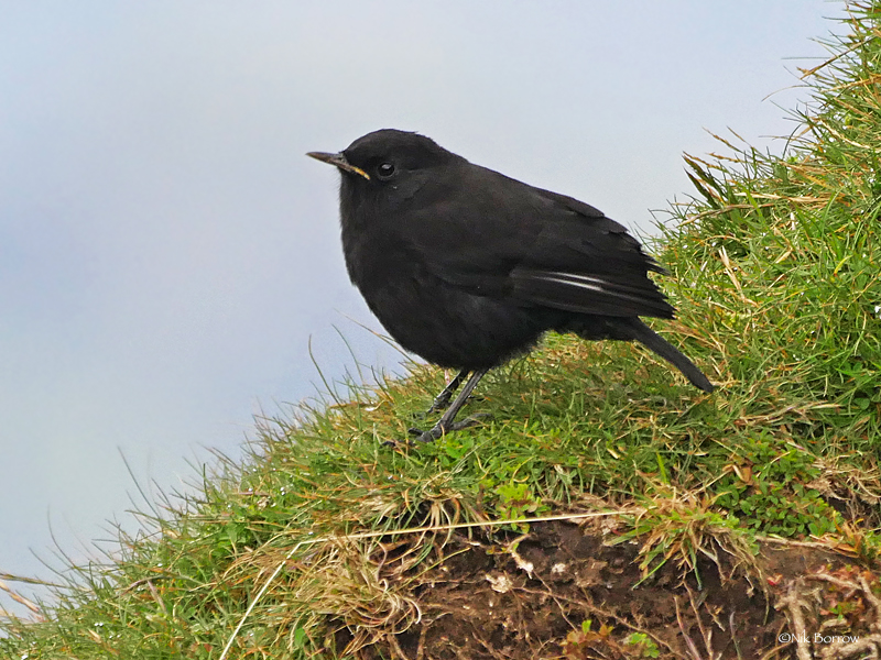 Rueppell's Black Chat