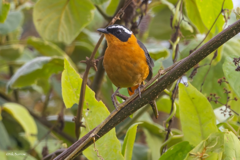 Rueppell's Robin-Chat