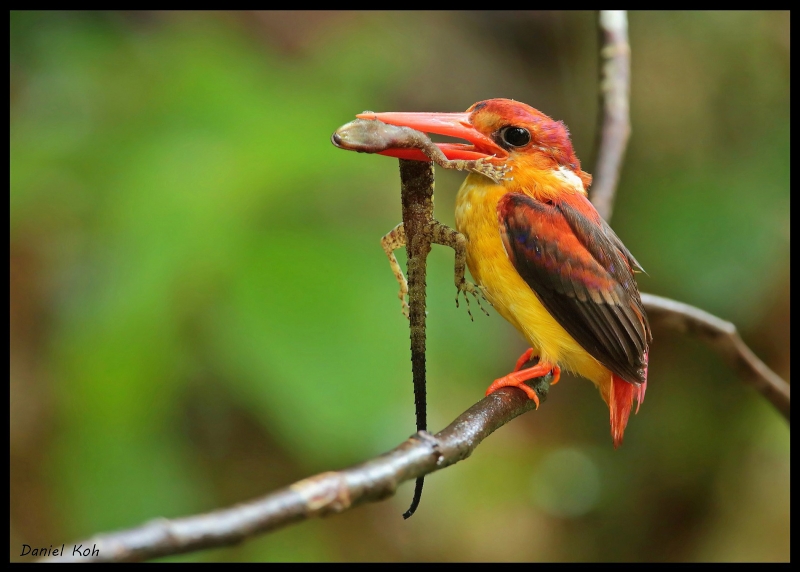 Rufous-backed Dwarf Kingfisher