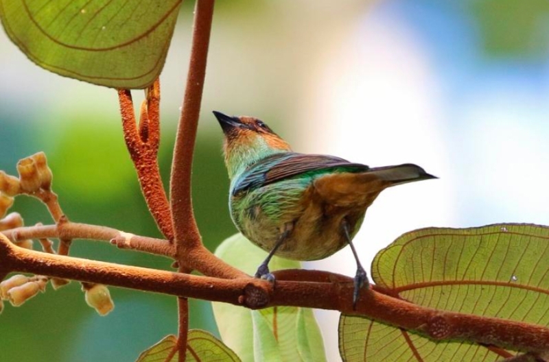 Rufous-cheeked Tanager