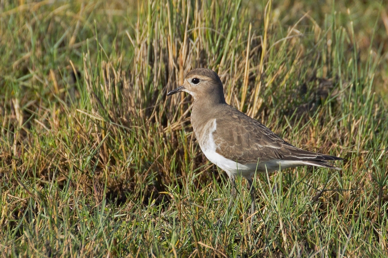 Rufous-chested Dotterel