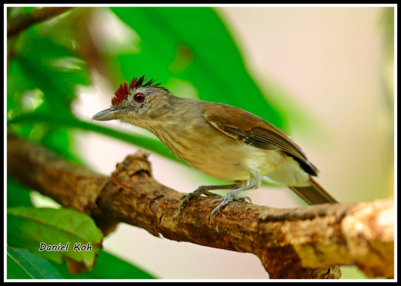 Rufous-crowned Babbler