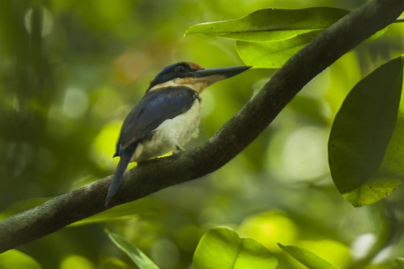 Rufous-lored Kingfisher