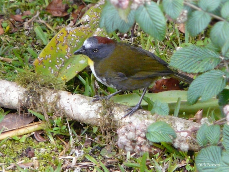 Rufous-naped Bellbird