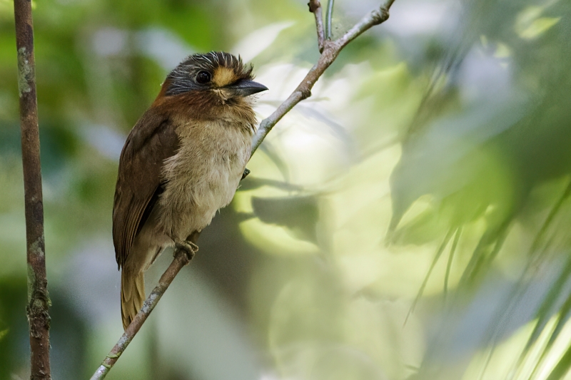 Rufous-necked Puffbird