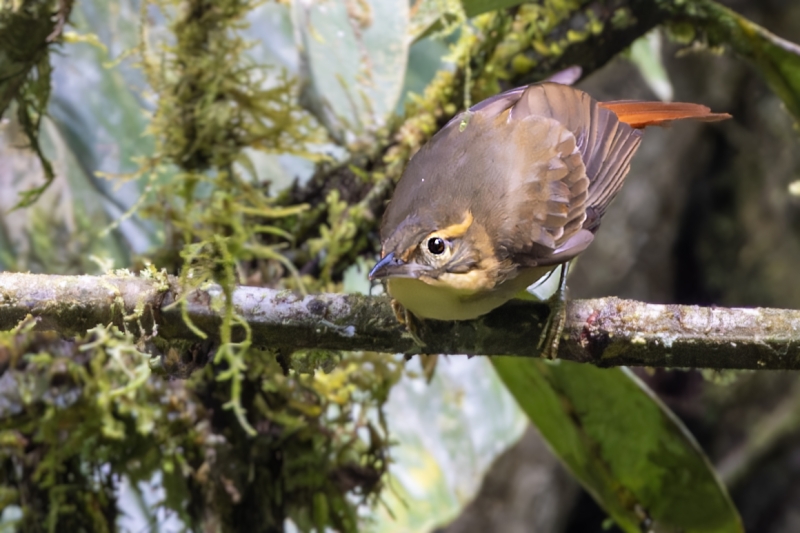 Rufous-rumped Foliage-gleaner