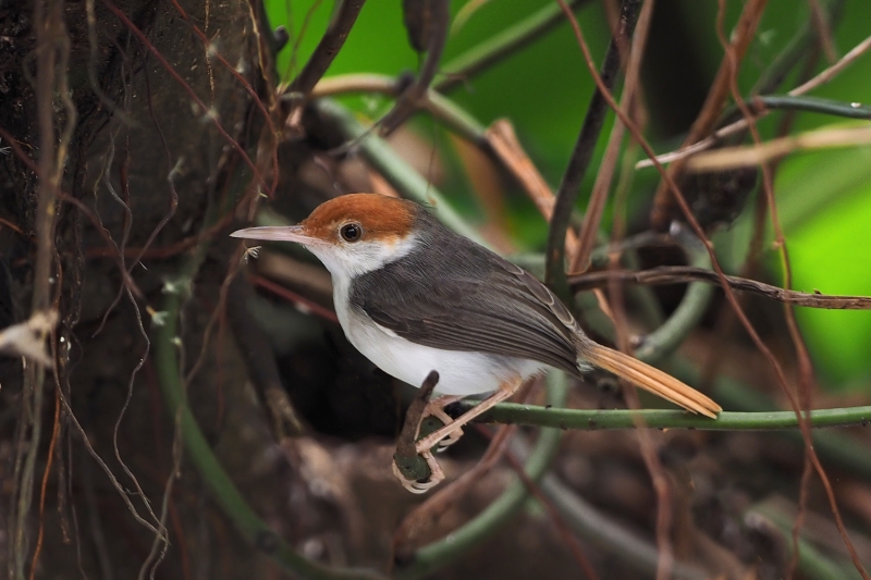 Rufous-tailed Tailorbird