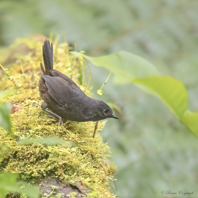 Rufous-vented Tapaculo