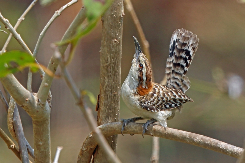 Russet-naped Wren