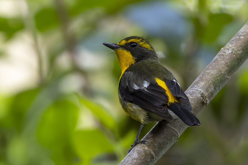 Ryukyu Flycatcher
