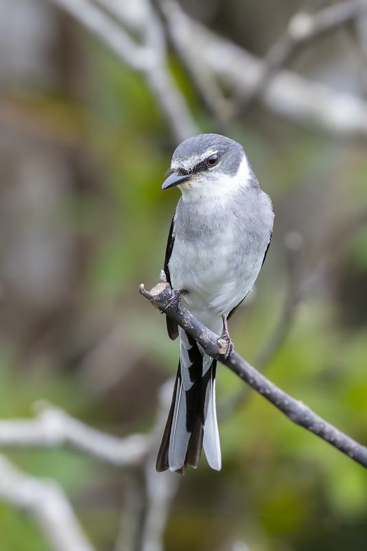 Ryukyu Minivet