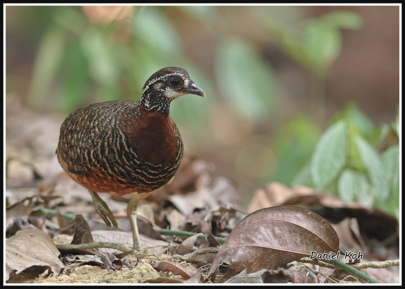 Sabah Partridge