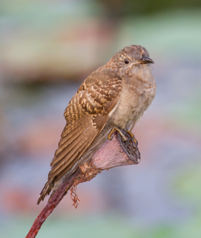 Sahul Brush Cuckoo