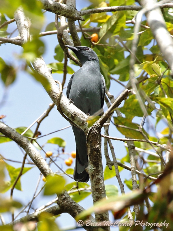 Sahul Cicadabird