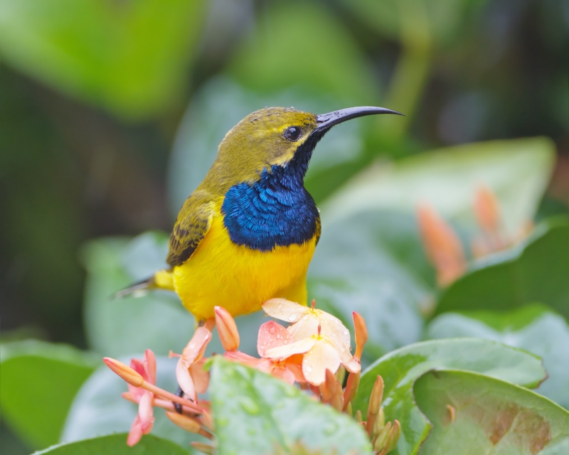 Sahul Sunbird