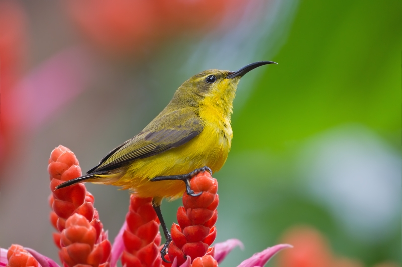 Sahul Sunbird