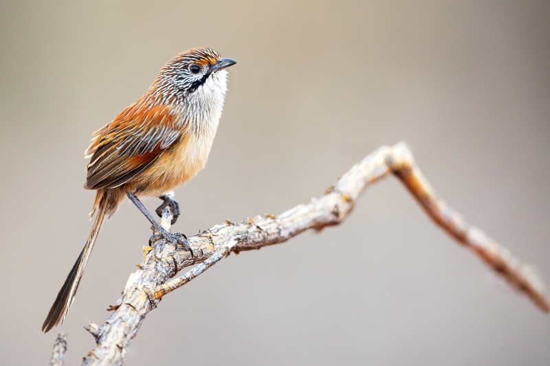 Sandhill Grasswren