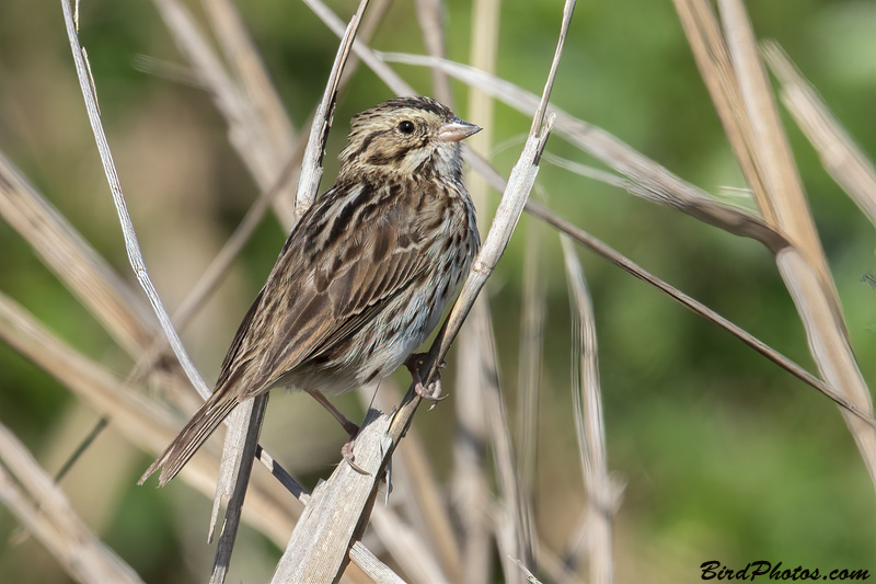 Savannah Sparrow