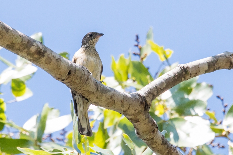 Scaly-throated Honeyguide