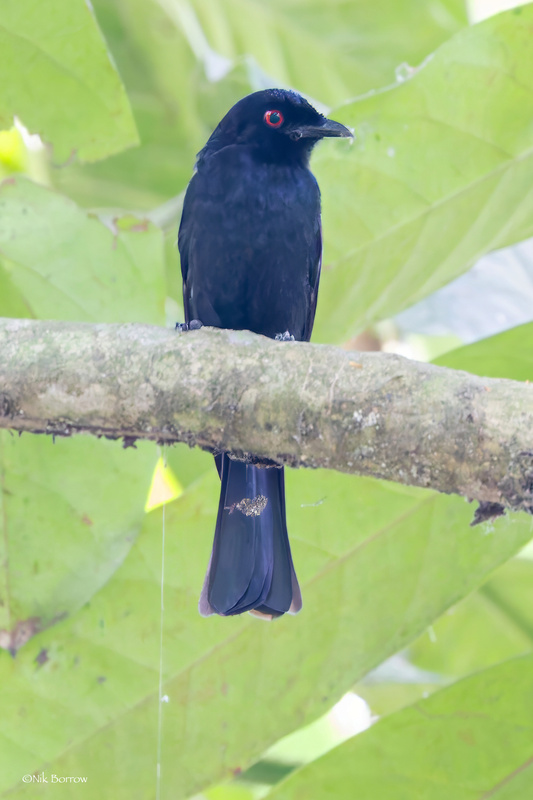 Sharpe's Drongo