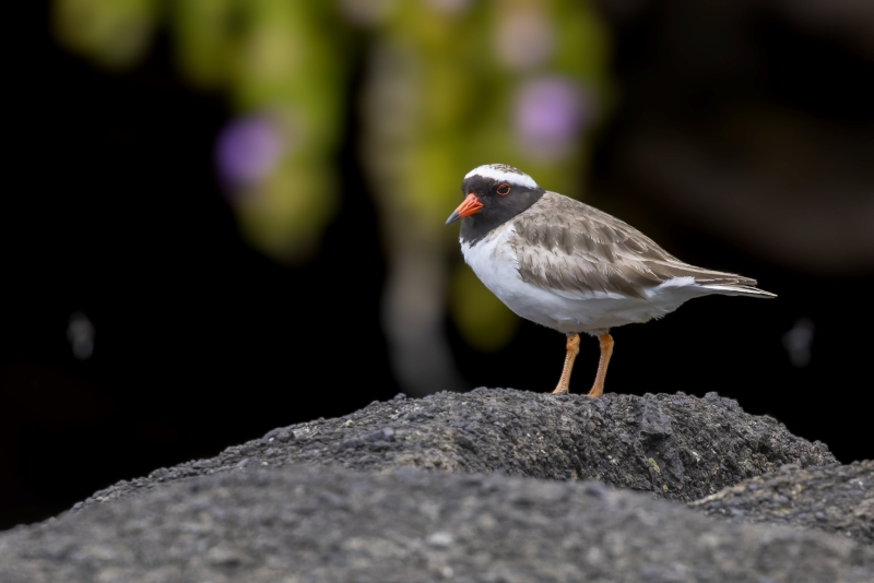 Shore Plover