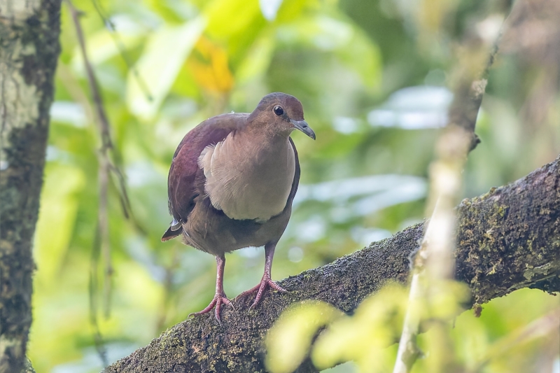 Shy Ground Dove