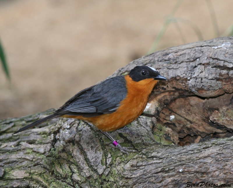 Snowy-crowned Robin-Chat