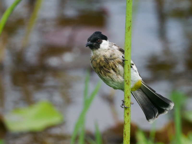 Sooty-headed Bulbul