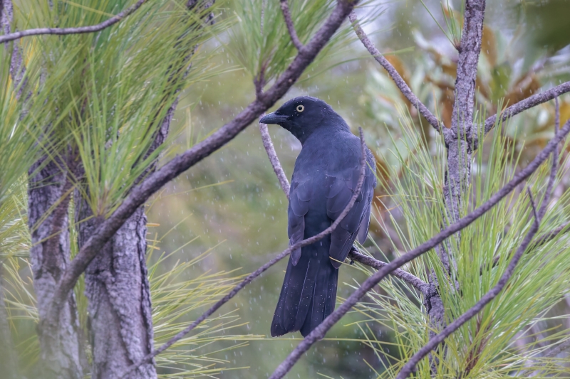 South Melanesian Cuckooshrike