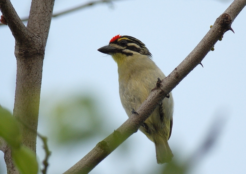 Southern Red-fronted Tinkerbird