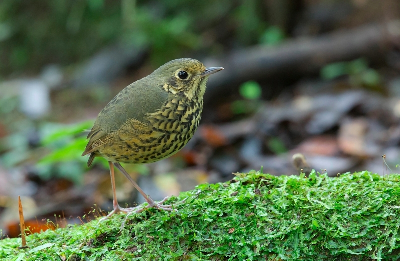 Speckle-breasted Antpitta