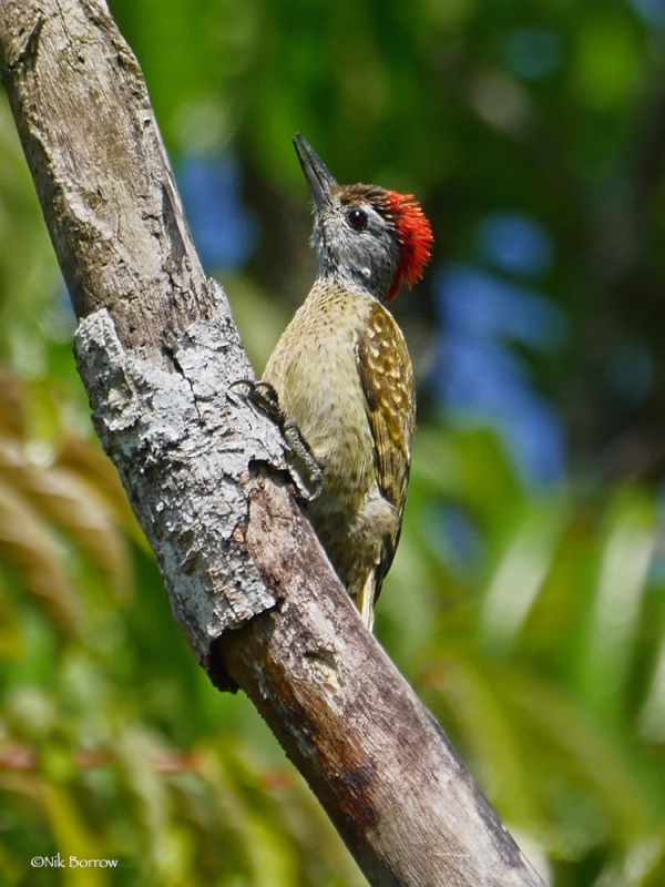 Speckle-breasted Woodpecker