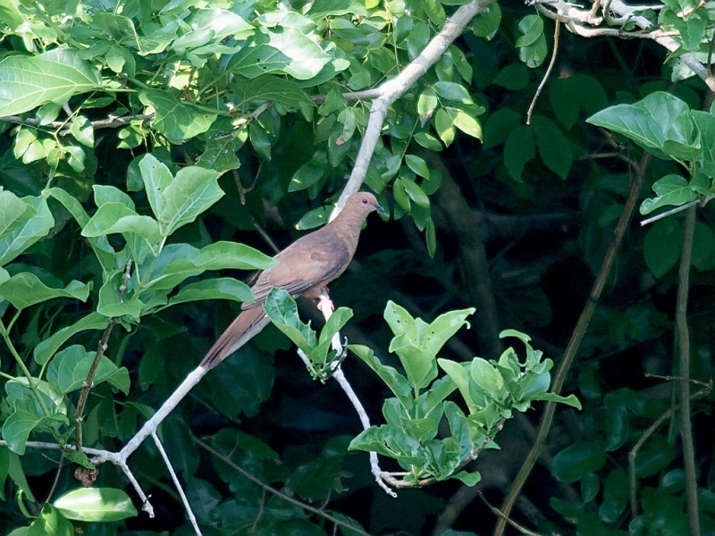 Spot-breasted Cuckoo-Dove