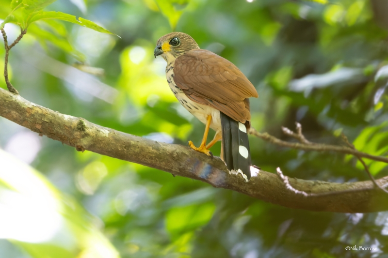 Spot-tailed Sparrowhawk