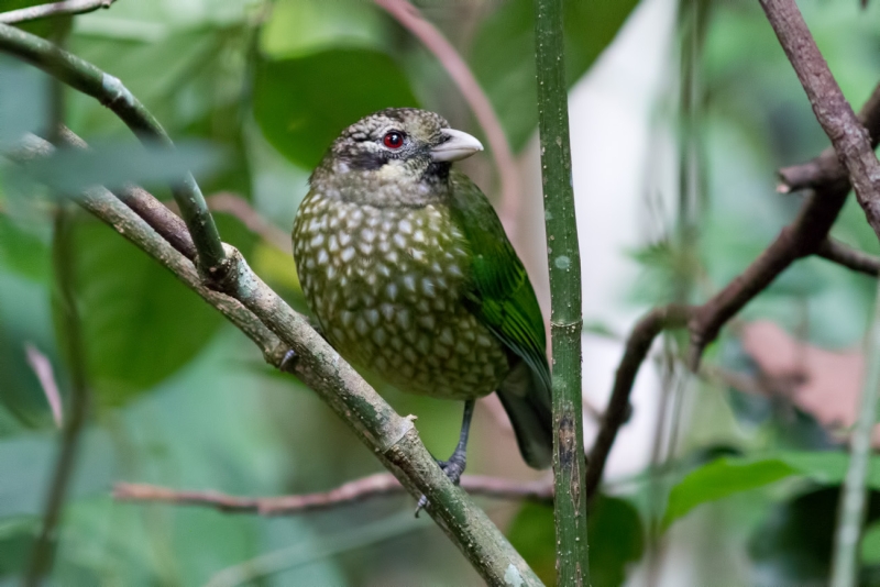 Spotted Catbird