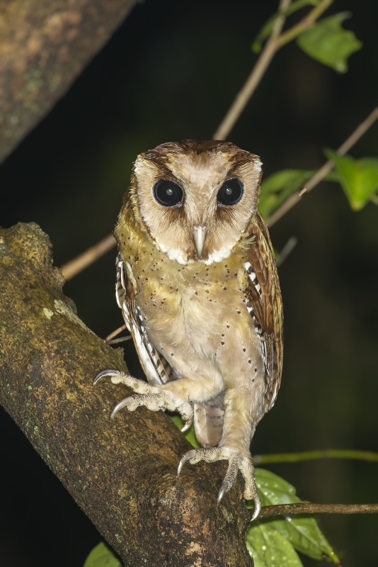 Sri Lanka Bay Owl