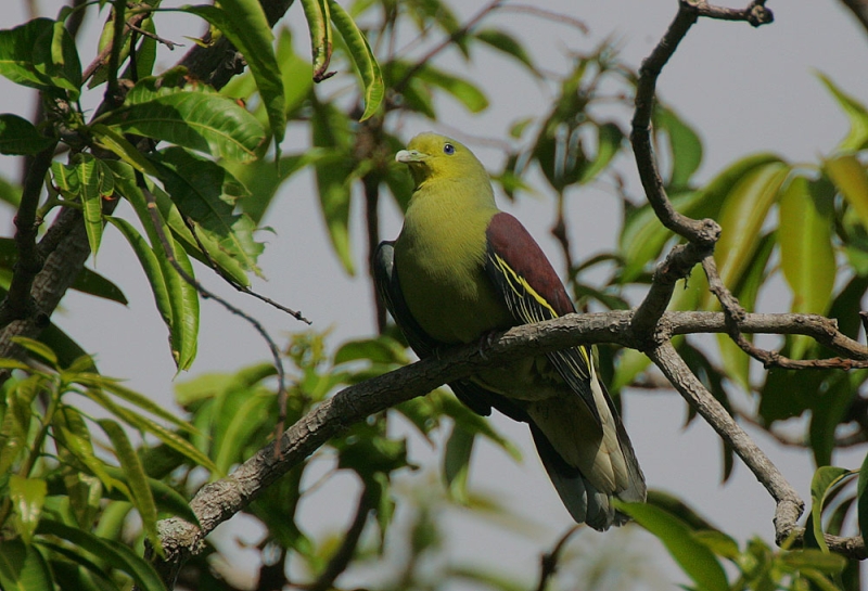 Sri Lanka Green Pigeon