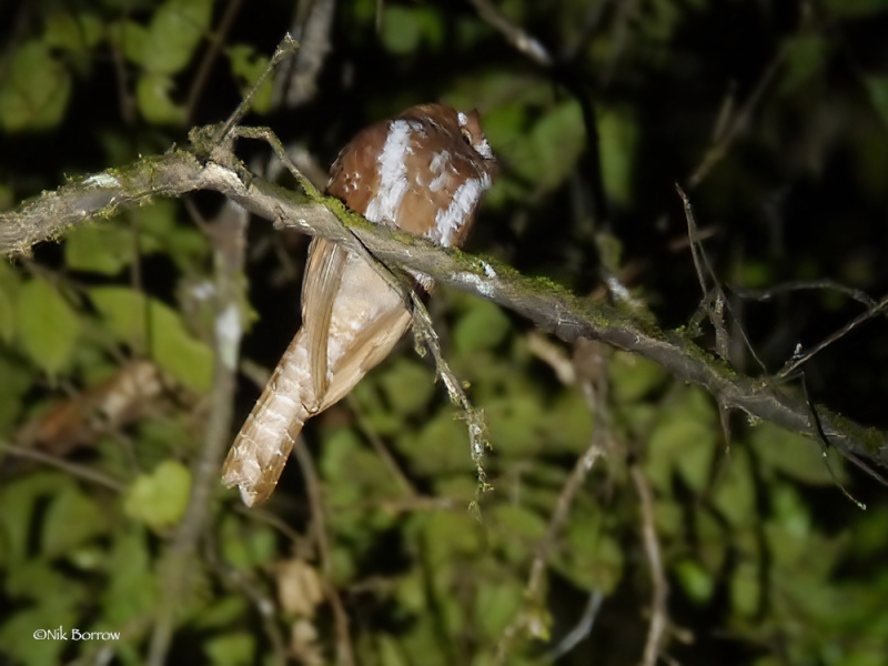 Starry Owlet-nightjar