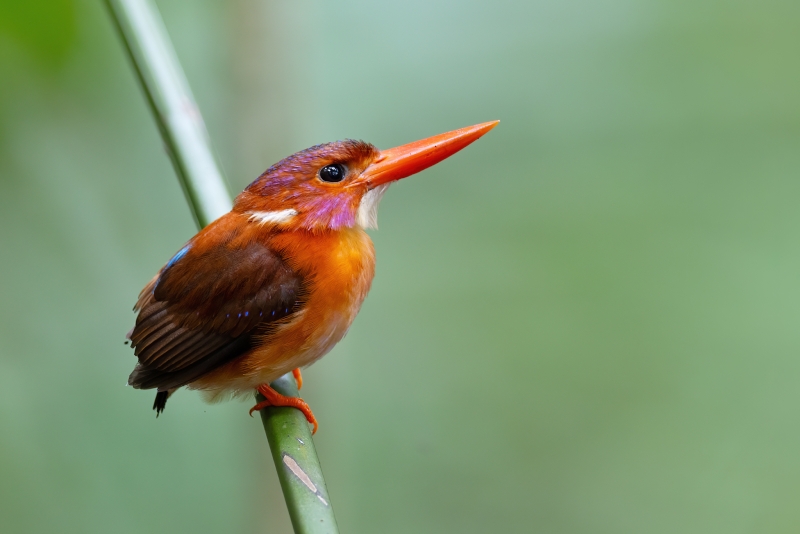 Sulawesi Dwarf Kingfisher