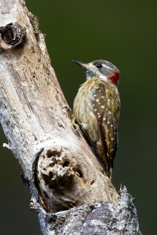 Sulawesi Pygmy Woodpecker