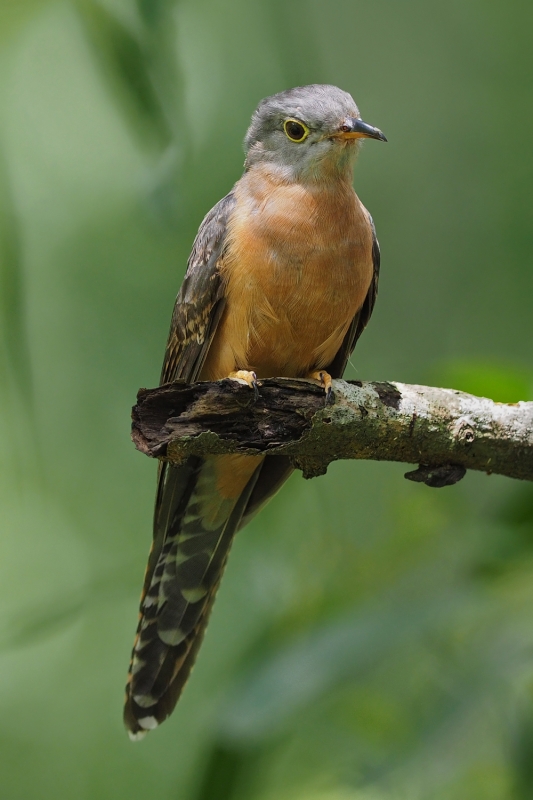 Sunda Brush Cuckoo