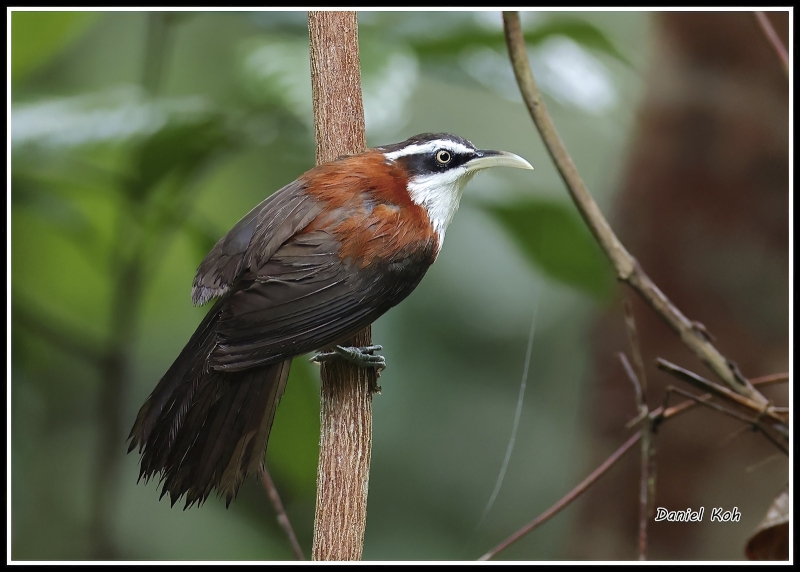 Sunda Scimitar Babbler