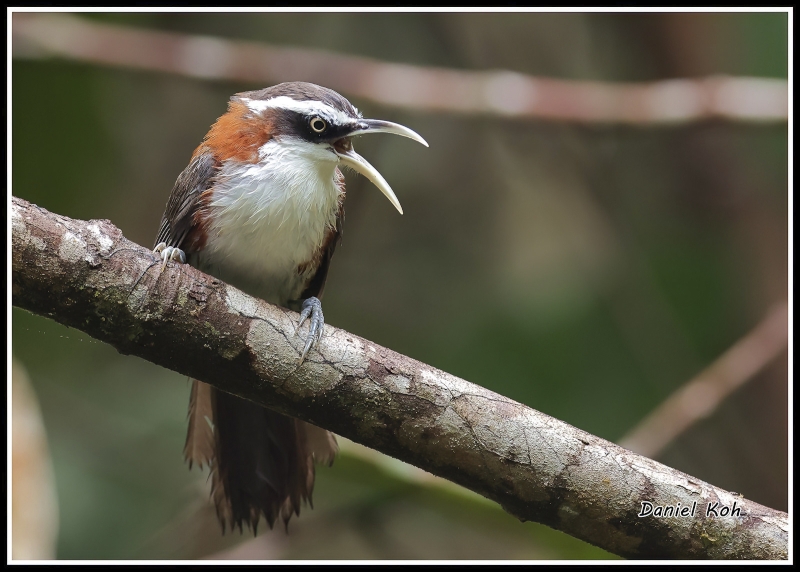 Sunda Scimitar Babbler