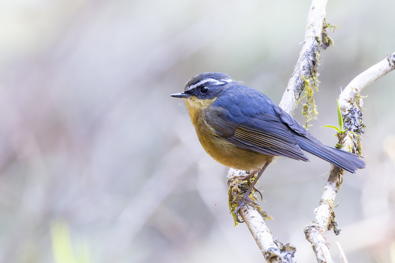 Taiwan Bush Robin
