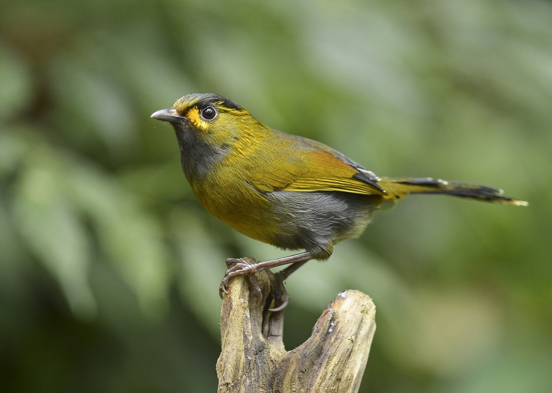 Taiwan Liocichla