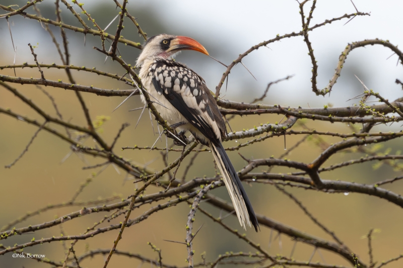 Tanzanian Red-billed Hornbill