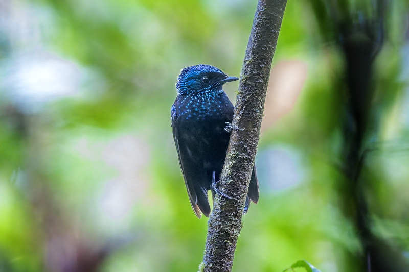 Taveuni Silktail