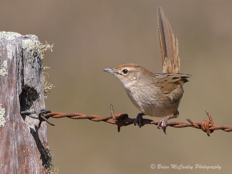 Tawny Grassbird