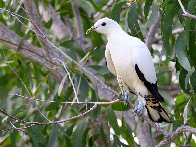 Torresian Imperial Pigeon